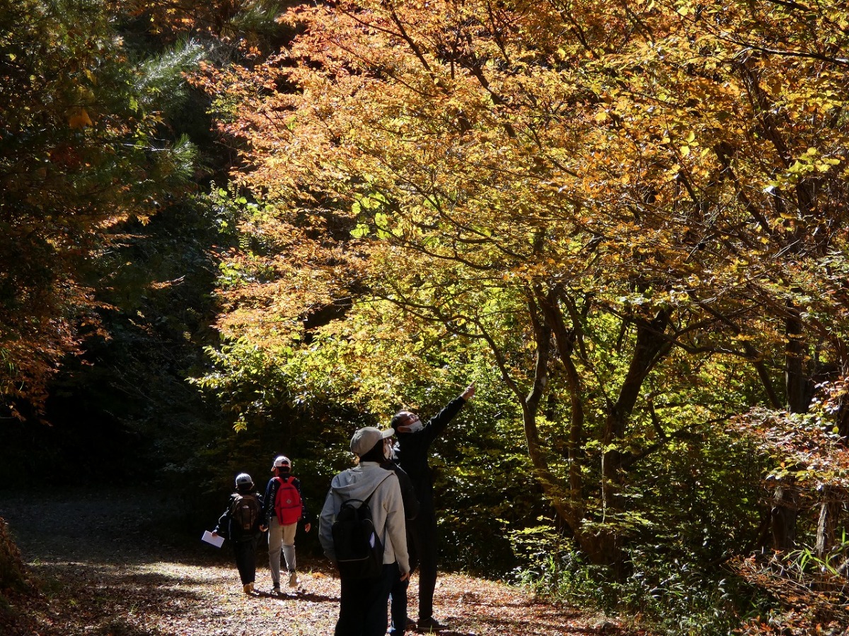 紅葉ウォーキングの様子